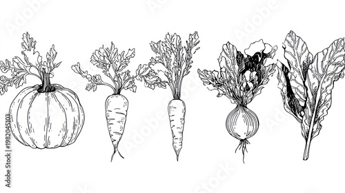 Monochrome sketch depicts a collection of root vegetables and squash with detailed foliage outlines