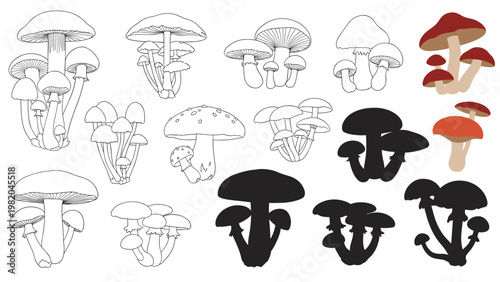 Collection of various mushroom species depicted in line art, solid black silhouettes, and colored illustrations on a white background.