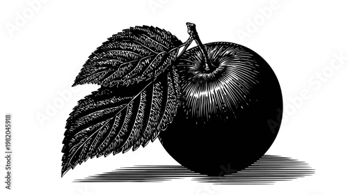 A detailed monochrome vintage illustration of an apple with two leaves attached