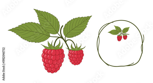 Detailed illustration of fresh red raspberries on a leafy stem and a delicate vine wreath frame on a white background.