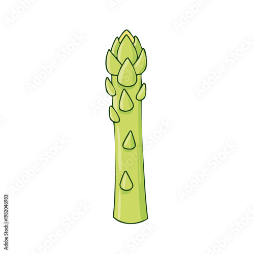 Fresh green asparagus stalk with pointed bud and small leaves, healthy vegetable illustration