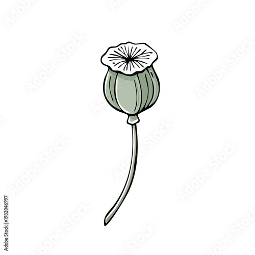 Single Poppy Seed Head with Stem Illustration