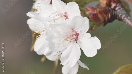 Close-up of Beautiful Pink Cherry Blossoms in Full Bloom Under Spring Sunlight