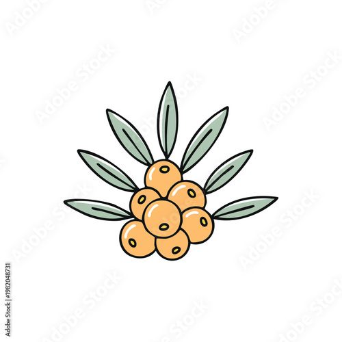 Vibrant hand-drawn sea buckthorn berries with leaves illustration in a clean graphic style