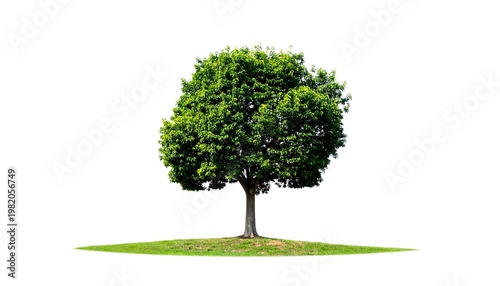 Single tree with dense green leaves atop a patch of grass, isolated on a white background