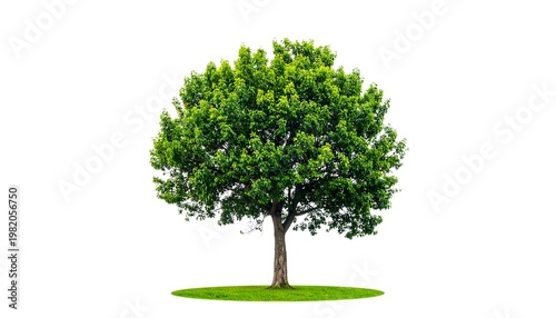 Single tree stands with vibrant green leaves against a plain white background