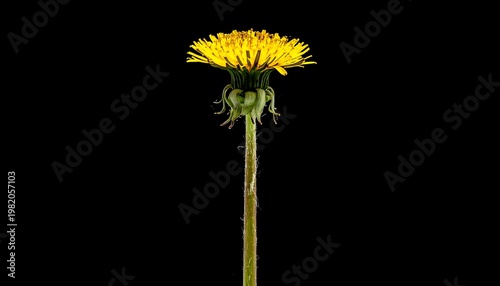 Single vibrant dandelion flower centered, yellow petals pop against stark black background, simple and elegant