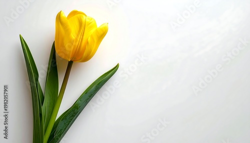 Single, vibrant yellow tulip rests diagonally with green leaves on a crisp, bright white background providing copy space