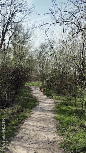 Australian shepherd walking along a forest trail surrounded by blooming trees and soft sunlight. Bright spring scene with natural movement and peaceful outdoor atmosphere