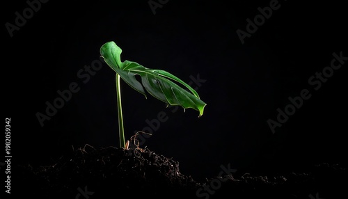 Single, young monstera leaf sprouting from dark soil set against a stark, plain black background