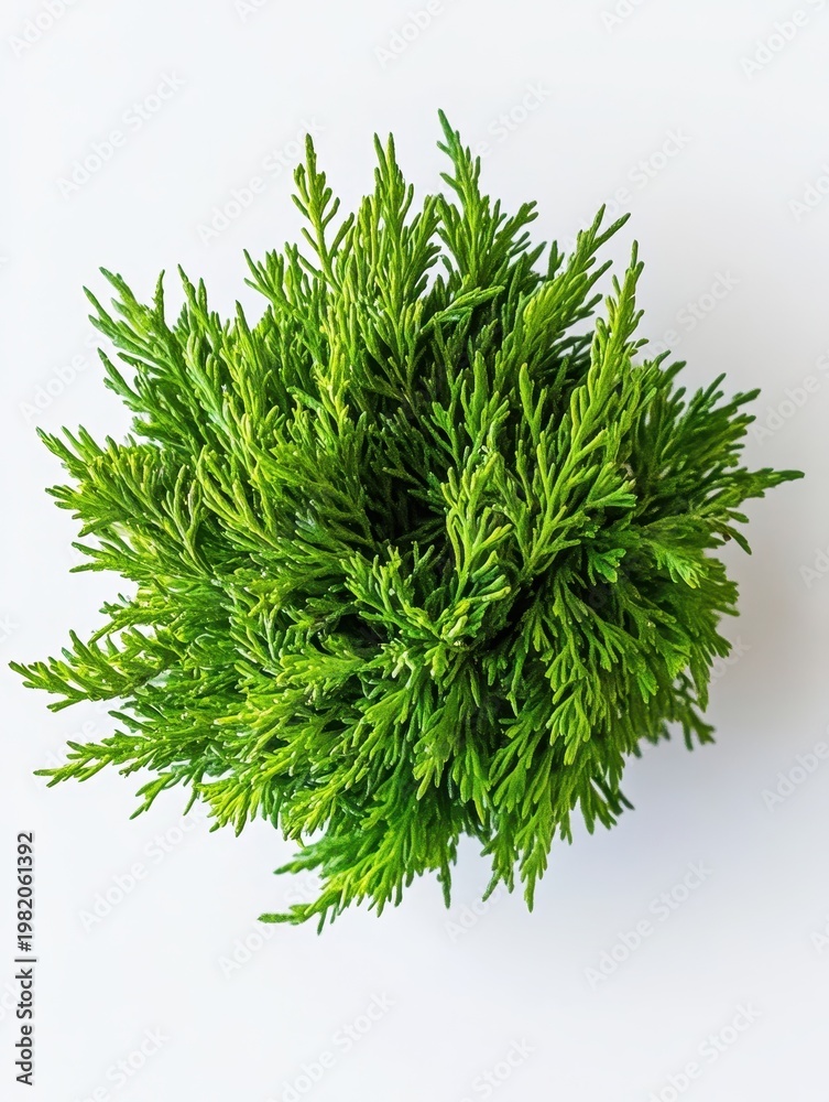 Fototapeta premium Lush Green Plant with Vibrant Foliage on White Background