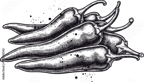 Bunch of hot chili peppers, hand-drawn sketch, spicy food ingredient, isolated.