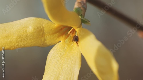 Close-up of Fresh Forsythia Petals Under Bright Daylight