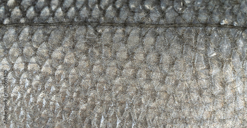 Tableau sur toile Fish scales texture background, sea bass skin close up, macro shot of silver lab