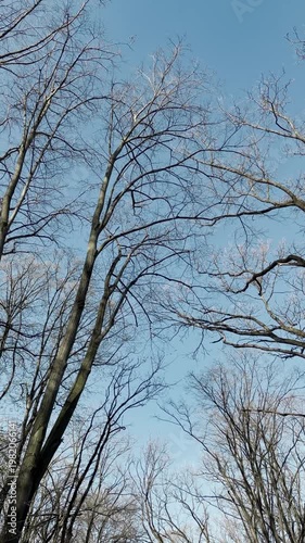 View of tall bare trees from below forming natural frame against clear blue sky. Minimalistic nature scene with perspective and symmetry