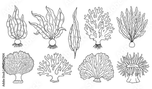 Hand drawn seaweed coral vector set vintage underwater outline illustration