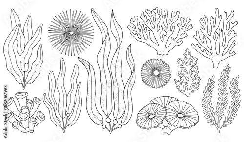 Underwater seaweed coral vector illustration vintage outline marine set