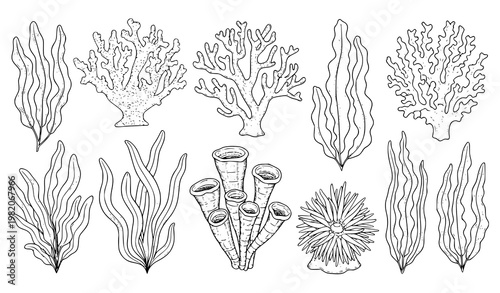Vintage marine botanical vector seaweed coral outline sketch set