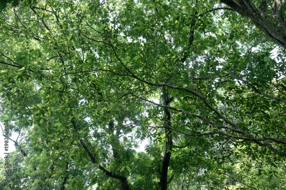 Fototapeta premium Sunlit foliage mesh creating lively overhead texture. Radiant leafy branches for fresh nature backdrops. Mixed treetops glowing across tranquil tropical shade