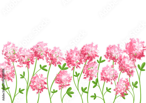 pink clover flowers watercolor illustration overlay background 