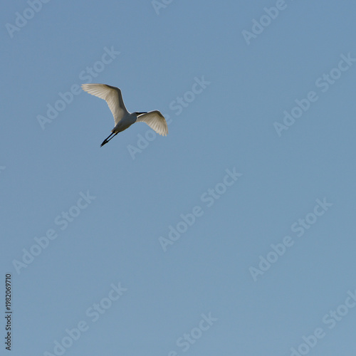 White Bird Flying in Blue Sky with Copy Space