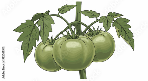 Three unripe green tomatoes hanging from a vine with leaves