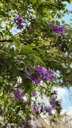 Purple lilac flowers bloom on a green leafy branch under soft sunlight. Fragrant spring blossoms create a fresh natural and seasonal garden concept