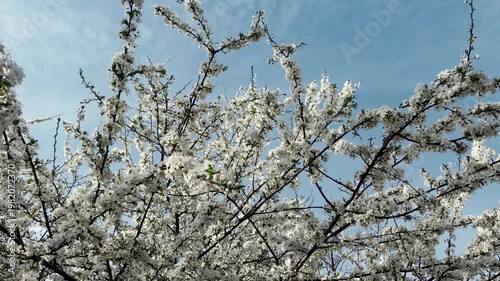 Blooming tree branches with white flowers moving in the wind against clear blue sky. Bright spring scene with natural motion and fresh atmosphere