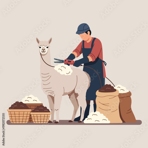 A farmer shears the wool from an alpaca beside baskets and bags of harvested fiber