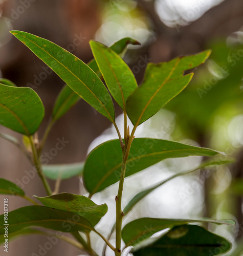 Persea indica, a majestic evergreen tree, thrives in laurel forests of Macaronesia. Photo taken in Tenerife, Canary Islands, Spain