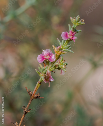 Flowers of Salsola oppositifolia, a species of halophyte shrub native to the Mediterranean Basin. Photo taken in the Clot de Galvany, Alicante, Spain