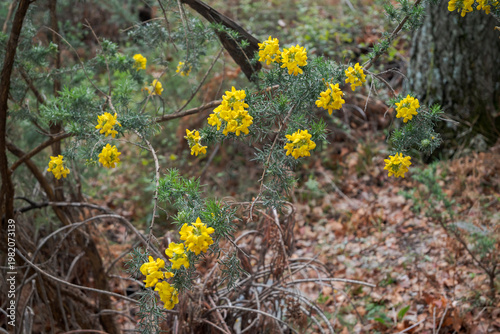 Bright yellow flowers of Adenocarpus decorticans, a legume family plant. Photo taken in Palancon stream, Bayarcal, province of Almeria, Spain
