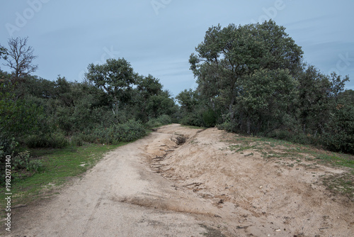 Eroded path through a dehesa oak forest in Monte del Pardo, Madrid, Spain. Deep grooves mark the sandy soil, indicating frequent water flow. Oak trees and lush greenery spread out beneath a cloudy sky