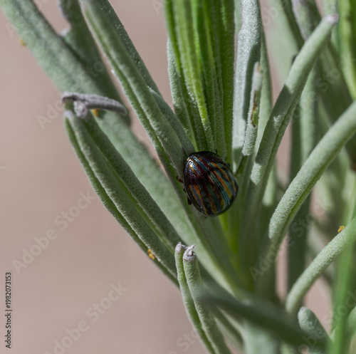 A Chrysolina americana beetle is feeding on lavender leaves. The image captures the insect's metallic striped shell and the texture of the plant's foliage in detail. 