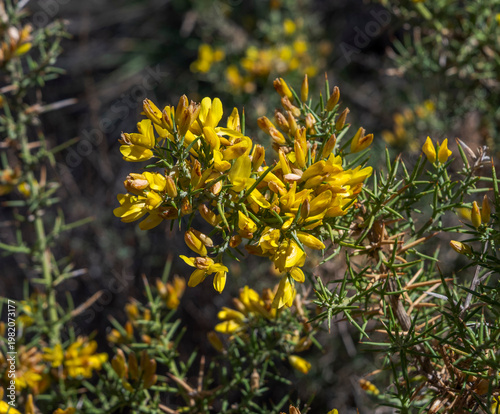 Bright yellow flowers of Ulex parviflorus, a legume family plant. Photo taken in Palancon ravine, Bayarcal, province of Almeria, Spain