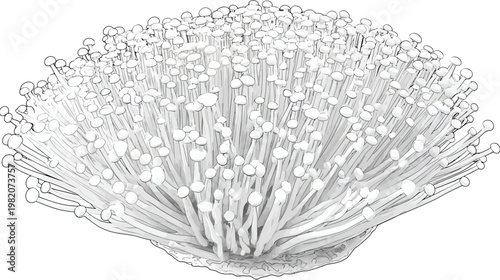 Sketchy stylized image of enoki mushrooms, showcasing slender stalks and small caps