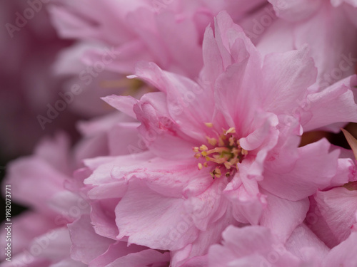 Fleur de cerisier, Sakura, Japon
