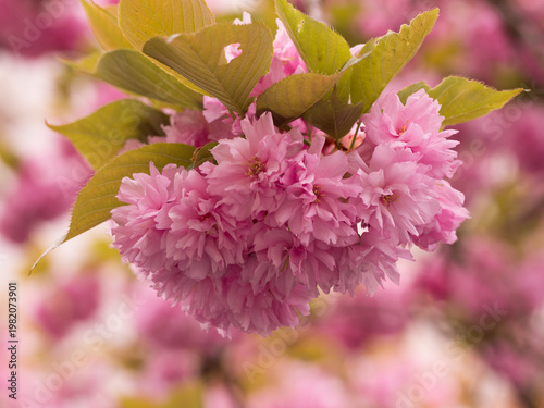 Sakura, fleurs de cerisiers en grappe