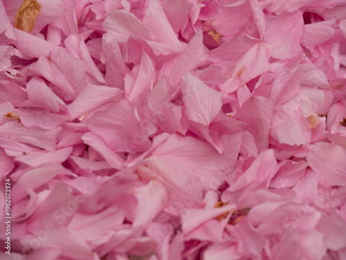 Pétales de fleurs, gros plan, couleur rose