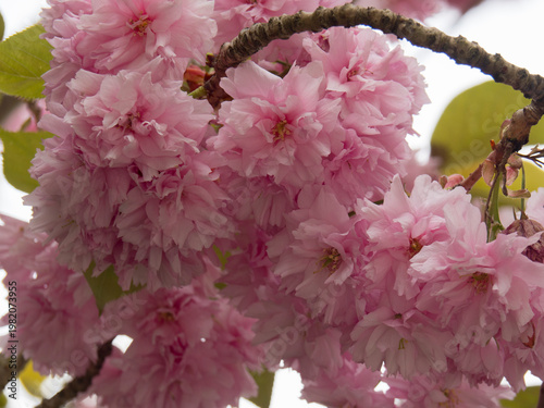 Sakura, fleurs de cerisiers