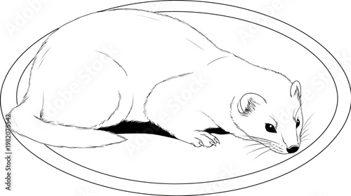Black and white line drawing of a stoat, framed by an oval, in a crouching position