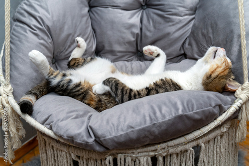 Cute three color cat sleeping peacefully in a cozy macrame hanging chair, relaxed pet lounging on a grey cushion of a bohemian rope swing at home, indoor feline comfort and lifestyle concept