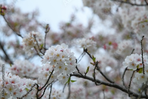 雨上がりの桜の花