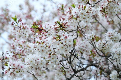 雨上がりの桜の花