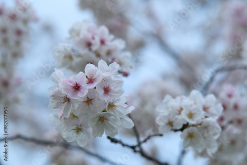 雨上がりの桜の花