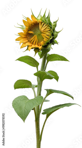 Partially opened sunflower bud revealing vibrant yellow petals and green sepals, isolated on transparent background.