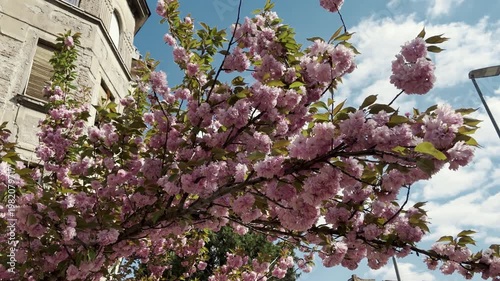 Blooming pink cherry tree stands in front of an old textured building under blue sky. Urban spring scene combines architecture and nature in a peaceful seasonal concept
