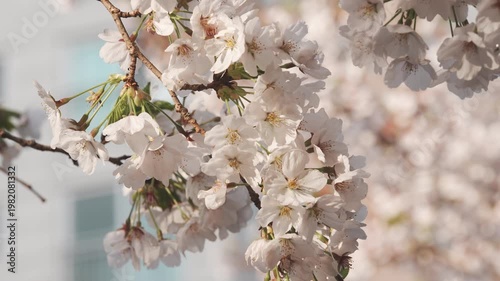 Stunning Sakura Flowers on a Tree Branch with Soft Bokeh Background