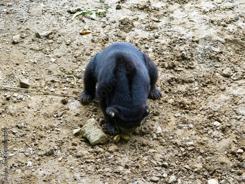 Malayan sun bear foraging on dry forest ground in tropical habitat. Rare Asian bear viewed from above while searching for food in natural environment.