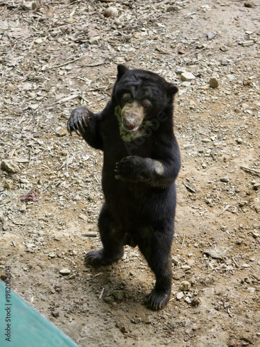 Malayan sun bear standing upright on hind legs in tropical habitat. Rare Asian bear displays curious posture and distinctive chest markings in wildlife portrait.